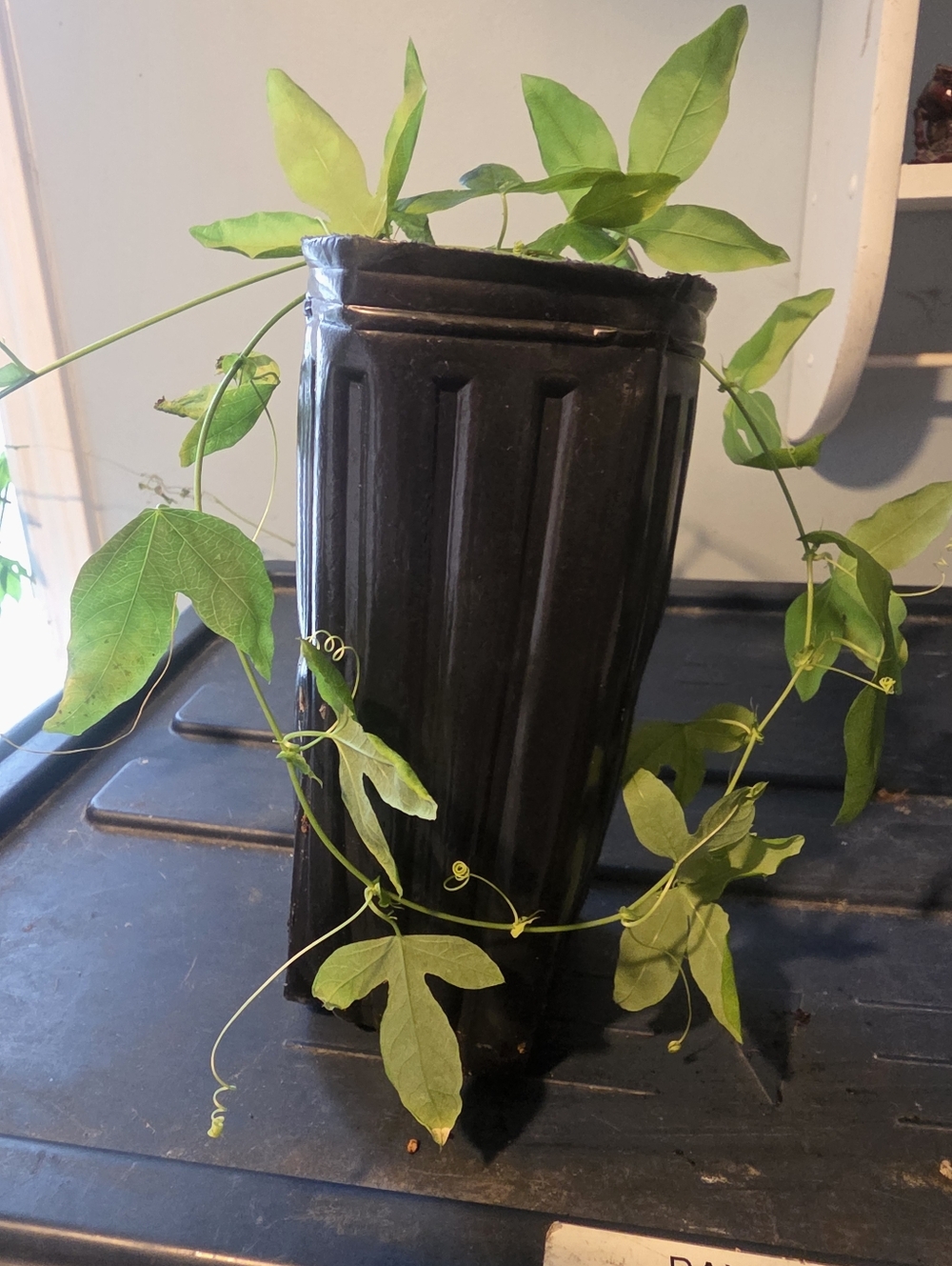 Small Sized PASSION FLOWER PASSION FRUIT VINE Well Rooted
